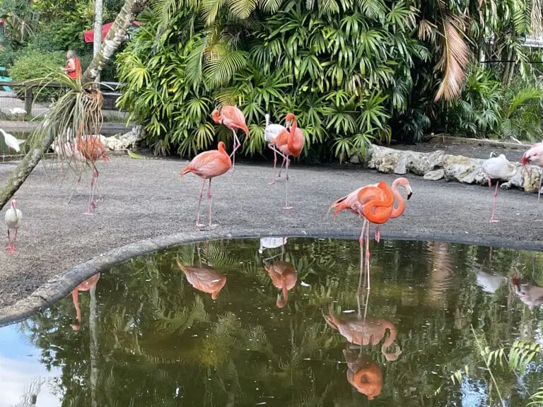 flamngos
