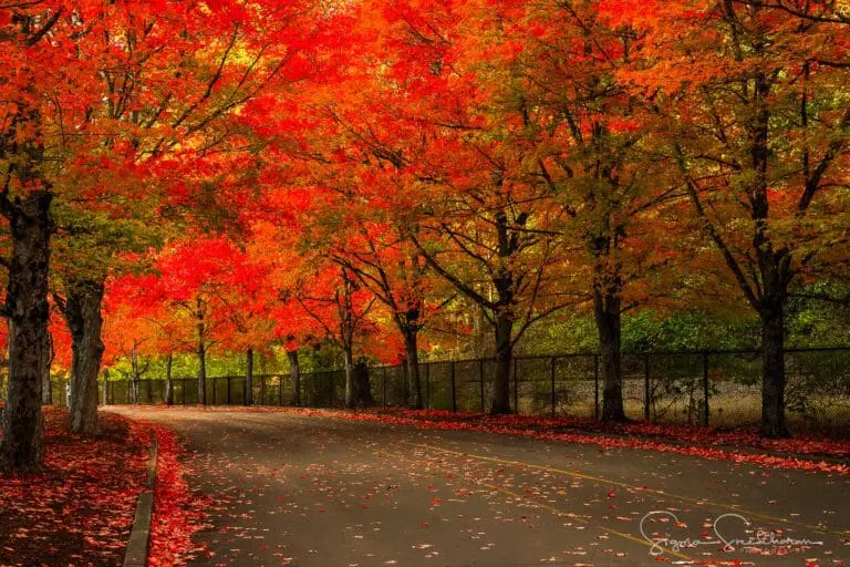 Autumn Leaves