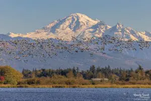 Snow geese in front of Mt. Baker as seen from Lynden, Wash. on Oct. 14, 2025.
