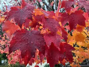 Autumn leaves on a rainy day