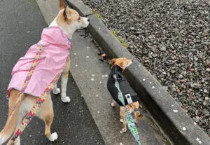 Dogs on a rainy day in Everett