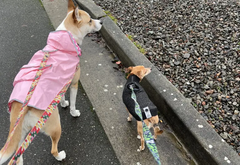 Dogs on a rainy day in Everett