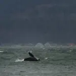 Orca J-Pod swims in Puget Sound waters
