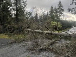 Tree falls in Snohomish on Dec. 15, 2025. (Photo: Kristina Jensen)