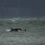 Orca J-Pod swims in Puget Sound waters