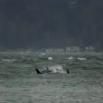 Orca J-Pod swims in Puget Sound waters