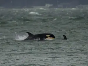 Orca J-Pod swims in Puget Sound waters