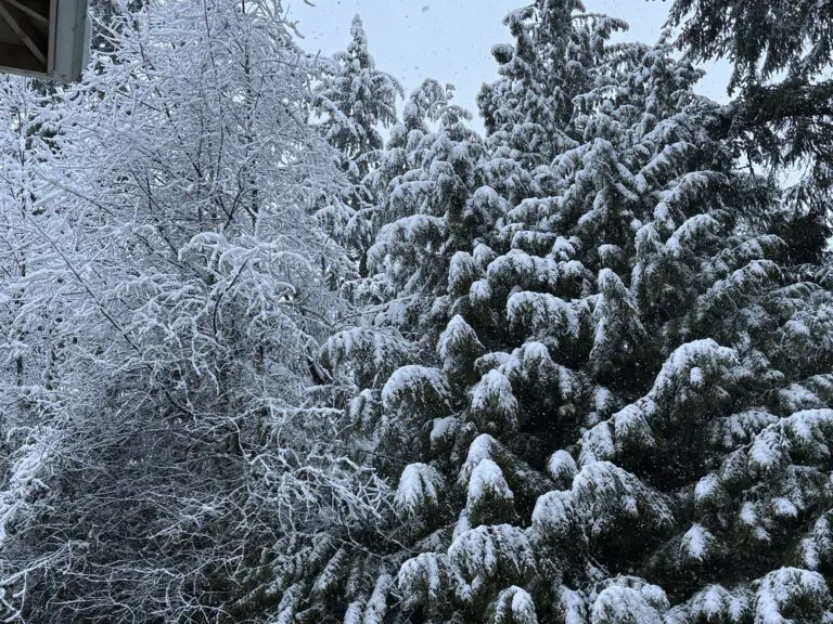 Snow in Seattle area