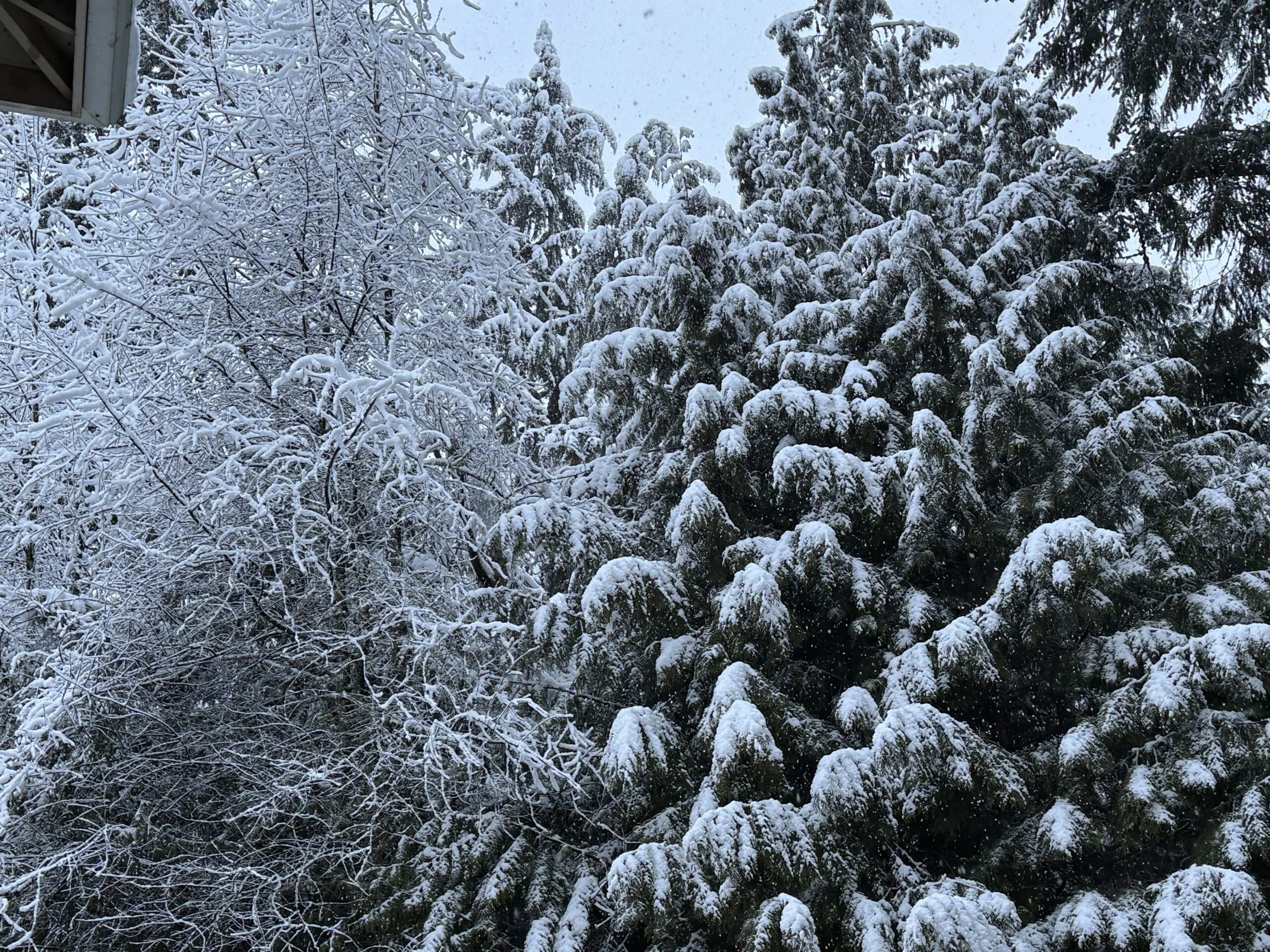 Snow in Seattle area