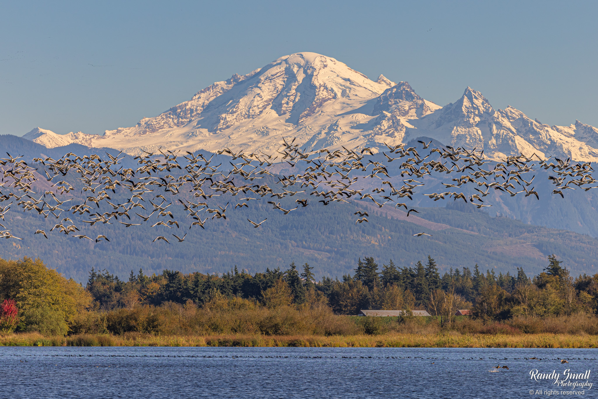 Snow geese in front of Mt. Baker as seen from Lynden, Wash. on Oct. 14, 2025.